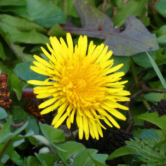 Paardenbloemextract  (Taraxacum officinalis)