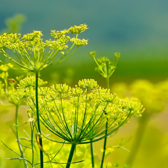 Venkeltinctuur (Foeniculum vulgare)