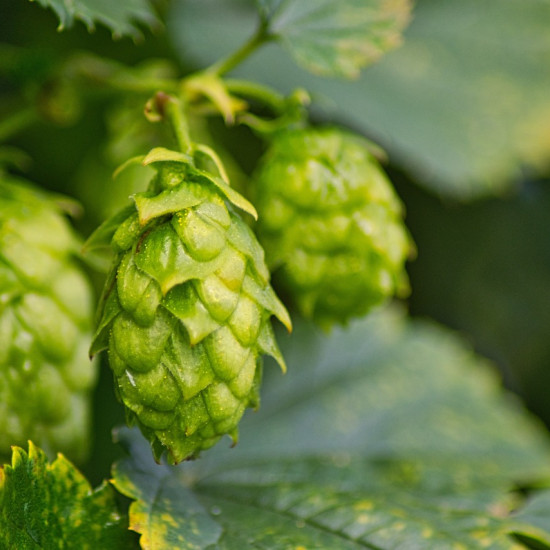 Hoptinctuur (Humulus lupulus) 